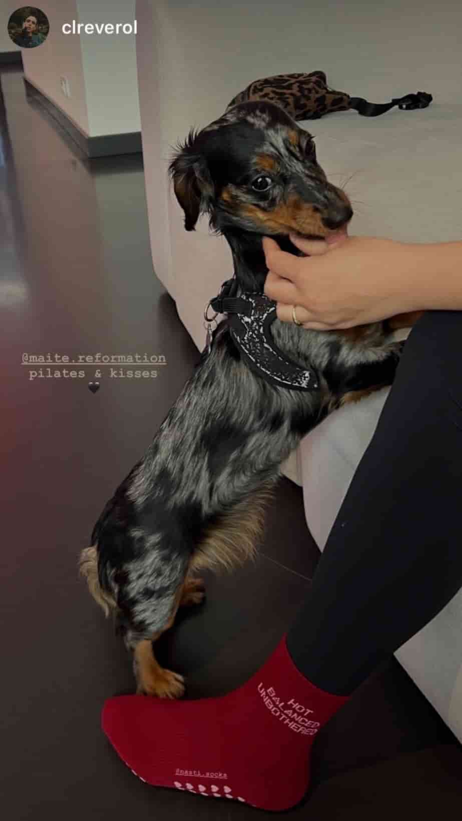 Person in schwarzen Leggings trägt rote NST Pilates-Socken mit weißem Schriftzug und rutschfester Sohle, während sie neben einem kleinen schwarz-braunen Hund sitzt.